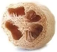 Vista 3 de Esponja de calabaza Luffa Great Heirloom Vegetable de Seed Kingdom BULK 1 libra de semillas
