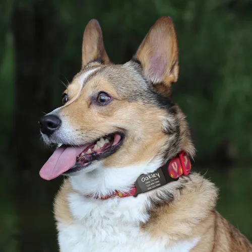 Vista 6 de Etiquetas de identificación para mascotas Anavia que se deslizan en silencio, S/M/L/XL, etiqueta de nombre para gatos y perros de acero inoxidable