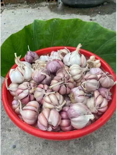 Vista 5 de 1 Libra de Ajo Duro de Cuello para Plantar en Otoño, Bulbo de Ajo Grande para Plantar, Fresco y Alta Rendimiento, Resistente al Frío, Plantación