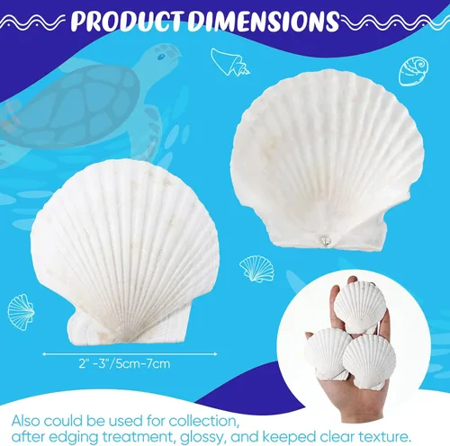 Vista 2 de GlikCeil - 50 piezas de concha marina para manualidades, conchas de vieira