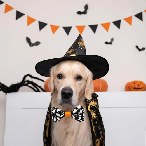 Vista 4 de Collar de perro de Halloween con corbatín, collar ajustable de vacaciones con estampado de fantasma con hebilla resistente, 3 tamaños para perros