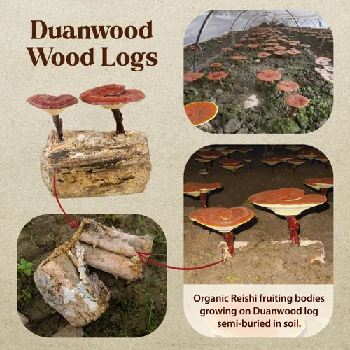 Vista 3 de Dragon Herbs Duanwood Reishi Drops • Suplemento de hongos • Montaña cultivada orgánicamente en troncos • Extracciones triples • para inmunidad