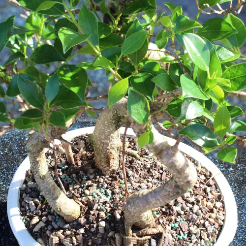 Vista 12 de Brussel's Bonsai - Árbol bonsái para interiores, M Live Ficus - Árbol bonsái de interior, maceta de cerámica, 7 años, fácil cuidado, listo