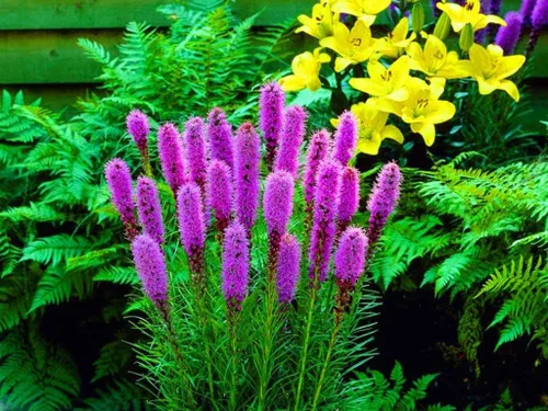 Vista 2 de Semillas Pink Blazing Star/Liatris/Flores perennes