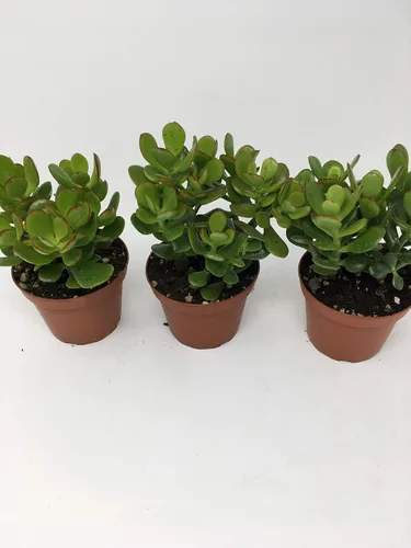 Vista 2 de Planta de jade - Crassula ovuta - Fácil de cultivar - Maceta de 4 pulgadas/Único de jmbamboo (2)