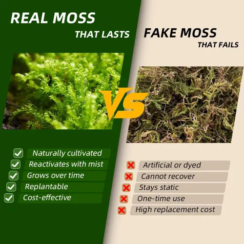 Vista 4 de Musgo Hypnum vivo real (20,3 cm x 20,3 cm) – Musgo natural en lámina para terrarios, bonsáis, hábitats de reptiles y jardines de hadas