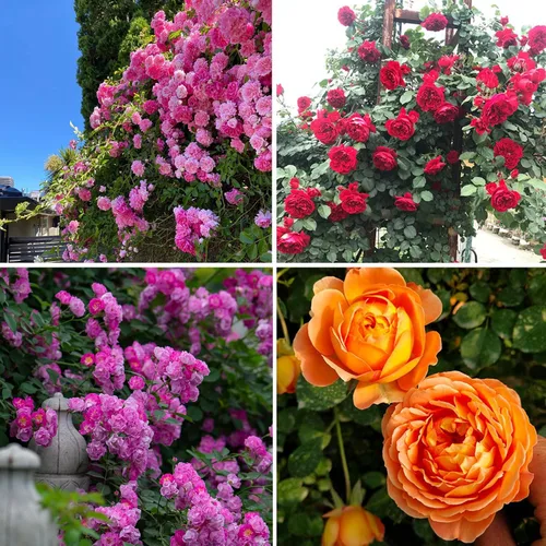 Vista 2 de Semillas de rosas trepadoras para plantar, más de 300 piezas de semillas de rosas raras, reliquia sin OMG atrae a polinizadores, flores de belleza
