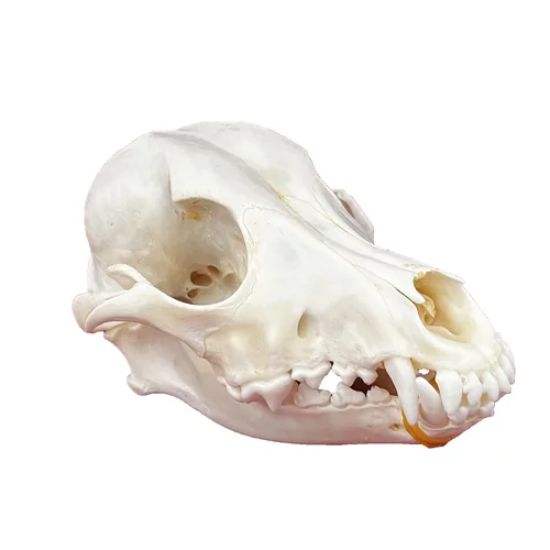 Vista 14 de Calaveras de animales reales en taxidermia, espécimen de huesos reales, suministros de taxidermia para educación científica, regalo especial