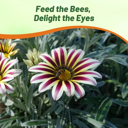 Vista 6 de Outsidepride White Flame Gazania Semillas para plantar – 50 piezas de semillas perennes, de bajo mantenimiento, tolerantes a la sequía para flores