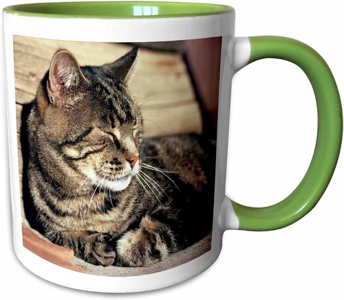 Vista 13 de 3dRose (mug_94870_1) Utah, Capitol Reef NP. Sleeping atigrado cat - US45 RER0114 - Ric Ergenbright - Taza de cerámica, 11 onzas Blanco
