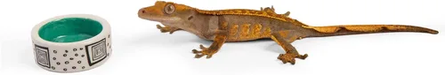 Vista 7 de 3 piezas de tazón micro colorido, tazas de riego Trantuala, cuenco pequeño para cangrejo ermitaño, cuenco de comida Gecko crestado