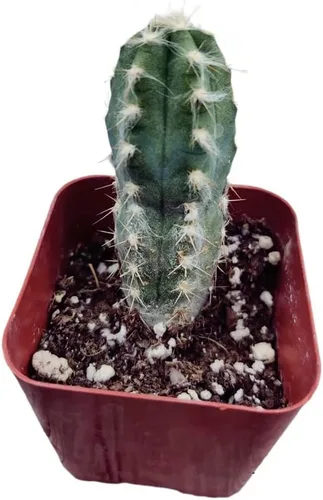Vista 2 de Plantas de cactus suculentas vivas de USKC (cactus Pilosocereus de pelo azul de 2 pulgadas)