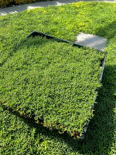 Vista 4 de BAREROOT Ruschia Lineolata 'Nana' - 'Alfombra enana de estrellas' - PPAF - Suculenta césped subsitute - Jardín de Cristina (12), verde