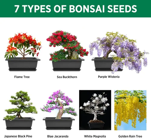 Vista 2 de Kit de iniciación de bonsái REALPETALED – Kit de árbol bonsái japonés 7 semillas macetas – Cultiva tu propio completo – Regalos para amantes