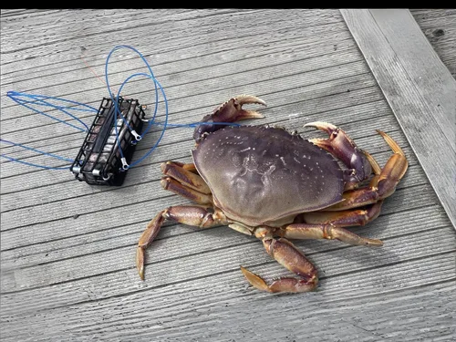 Vista 8 de AirFly Castable Crab Trap for Pier, Jetty & Surf - 6-Loop Fishing Pole Crab Trap Dungeness, Blue & Rock Crabs Lead-Free CA, OR, WA, MD & FL