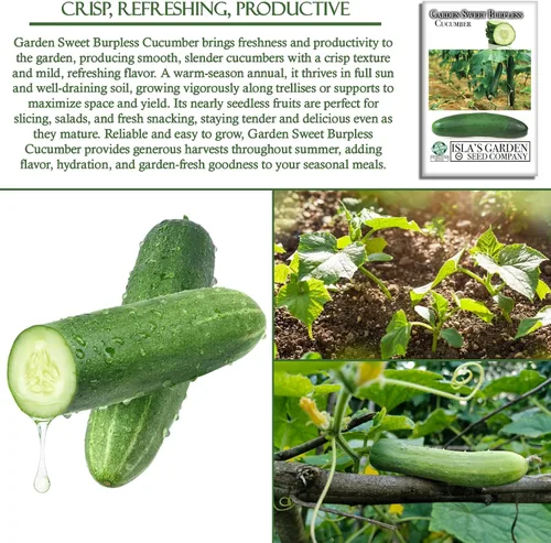 Vista 5 de Garden Sweet - Semillas de pepino sin eructos para plantar (Cucumis sativus) – Más de 50 semillas sin OMG y reliquias de Isla's Garden Seeds