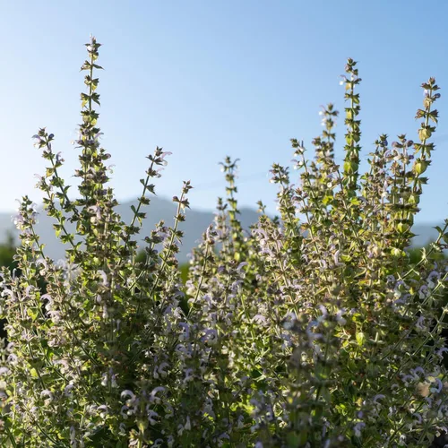 Vista 2 de Plant Good Seed Semillas orgánicas de salvia clara para plantar: hierba para cosméticos, flores moradas fragantes - Paquete de 50 semillas