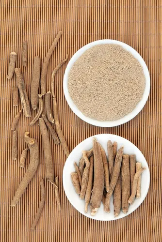 Vista 2 de CZ Grain 10 semillas de ginseng siberiano - La raíz es muy buena para la salud - Enviado desde Iowa. Fabricado en Estados Unidos