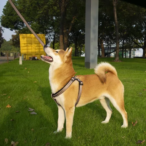 Vista 7 de Collar reflectante para perros grandes, collar de malla acolchado para perros grandes, collar ajustable para mascotas con hebilla de liberación Gris
