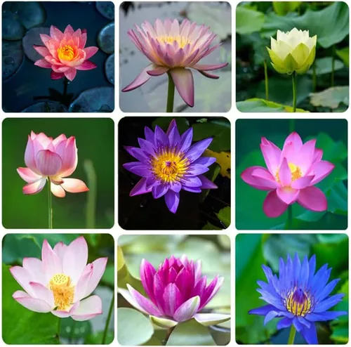 Vista 6 de Más de 30 unidades de semillas de loto en maceta bonsái, semillas de planta de lirio de agua, semillas acuáticas frescas para jardín ornamental