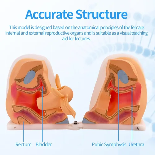 Vista 4 de Modelo de maniquí ginecológico femenino, modelo de entrenamiento Iud Modelo de anatomía genitales femeninos Modelo humano con estructura de anatomía
