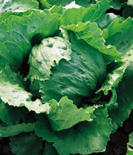 Vista 2 de Lechuga Iceberg Great Heirloom Vegetable by Seed Kingdom Bulk 1/4 lb Seeds