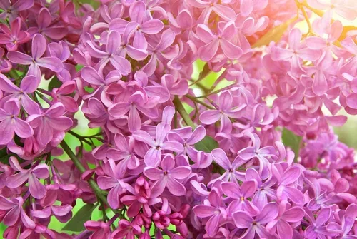 Vista 2 de Semillas de árbol bonsái Pink Lilac Más de 30 semillas Muy apreciadas para bonsái, impresionantes flores rosadas