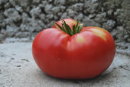Vista 7 de Semillas Vegetal Beefsteak Tomate Red Giant Indetereminate Non GMO para plantar reliquia