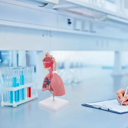 Vista 10 de Modelo 4D, modelo de pulmón respiratorio enseñanza con cabeza y pulmones, herramientas prácticas de estudio de modelos 3D para estudiantes