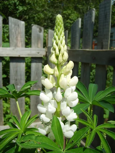 Vista 6 de Semillas Lupin Blanco (científicamente conocido: Lupinus Albus) Flores gigantes perennes para plantar