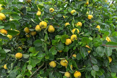 Vista 4 de 20 semillas de arbustos con flores de membrillo culinario común Cydonia Oblonga