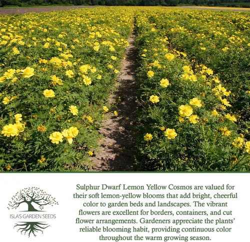 Vista 6 de Semillas de flores de cosmos enano de azufre "amarillo limón" para plantar, más de 100 semillas de reliquia por paquete, semillas sin OMG