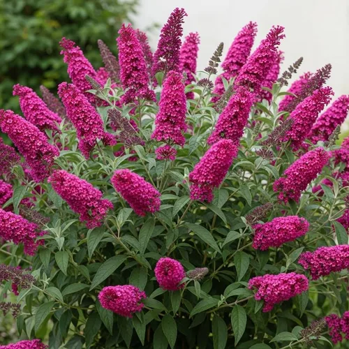 Vista 15 de Planta viva de arbusto de mariposa negro-morado, 5-10 pulgadas de alto
