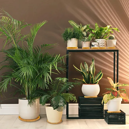 Vista 5 de 4 bandejas de goteo de bambú para plantas, macetas redondas, para interiores, planta, palet, suculentas, cactus (4.7 pulgadas)