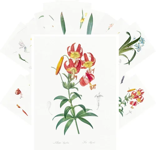 Vista 12 de PIXILUV Johann - Postales vintage (24 unidades), diseño de flores salvajes, jardín, aun vida, arte de pintura de museo antiguo, reimpresión