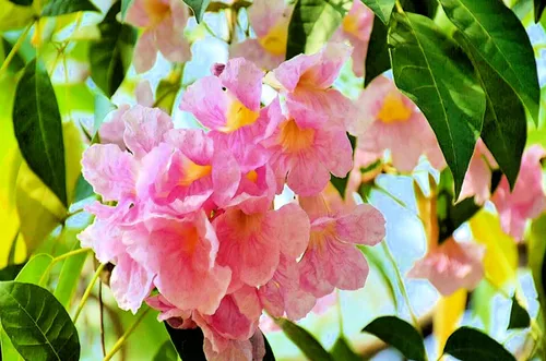 Vista 2 de Semillas de árbol de trompeta rosa para plantar - 30 semillas - Tabebuia rosea