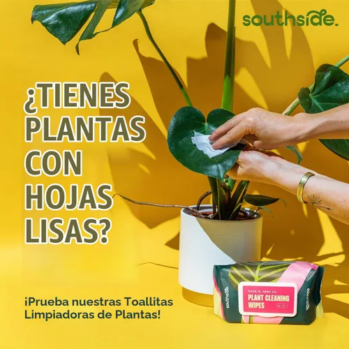 Vista 5 de Southside - Cepillos de limpieza para plantas suculentas y cactus, asas de madera con cerdas suaves de pelo de cabra, herramientas de limpieza