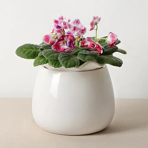 Vista 9 de Fayoula Maceta de riego automático, mantenimiento de macetas de violeta africana de 6 pulgadas, maceta de cerámica con riego automático para plantas