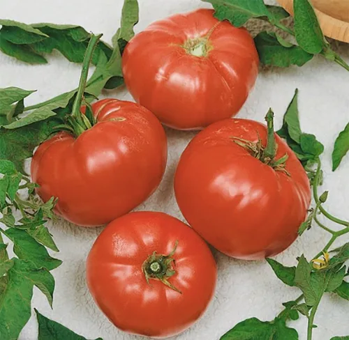 Vista 2 de Semillas de tomate de sandía, tomates grandes, delicioso tomate para cultivo casero