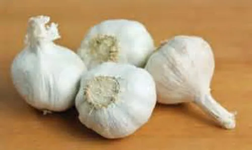 Vista 2 de Bulbos de ajo, bulbos de ajo entero, 7 bulbos, listos para plantar o preparar como un gran sabor para cualquier plato