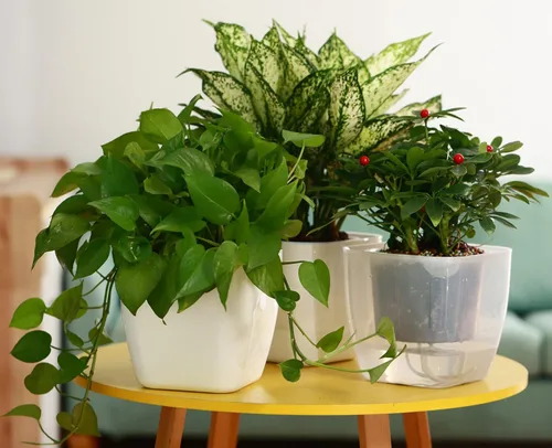 Vista 6 de Paquete de 6 macetas transparentes de riego automático de 7 pulgadas para plantas de interior, macetas grandes de violeta africana, macetas de mecha