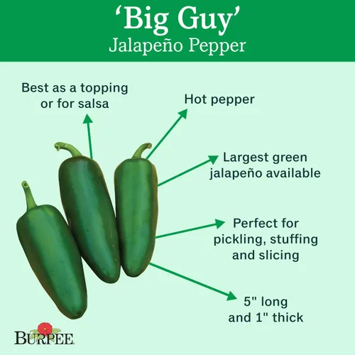 Vista 2 de Burpee Big Guy - Semillas de pimiento picante, 30 semillas