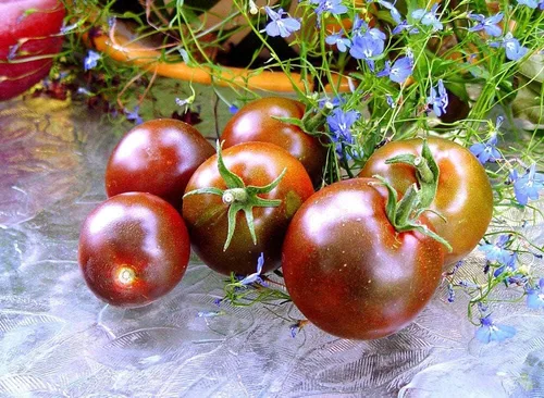 Vista 4 de Semillas Black Prince Tomate Indeterminado Variedad Rara Verdadero Tomate Siberiano Sin OGM Heirloom