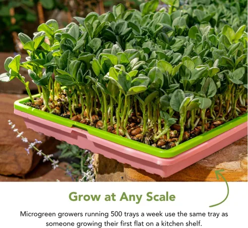 Vista 5 de Bootstrap Farmer - Bandejas Microgreen 1020, paquete de 5 bandejas de semillas extra resistentes y poco profundas con orificios - Cultivo