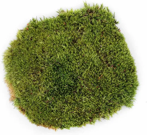 Vista 2 de Galápagos (05234) Musgo de almohada, grumos de musgo real, natural, 4 cuartos de galón, verde