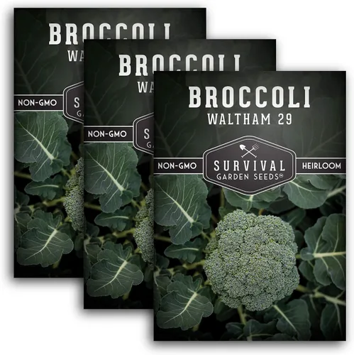 Vista 11 de Waltham - 29 semillas de brócoli para plantar, brócoli de reliquia resistente al frío, cultivo de temporada fría de alto rendimiento para huertos
