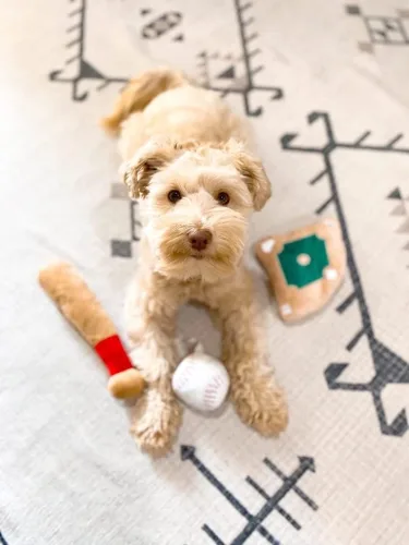 Vista 6 de TONBO Lindos juguetes de peluche para perros (combo de parque de bolas)