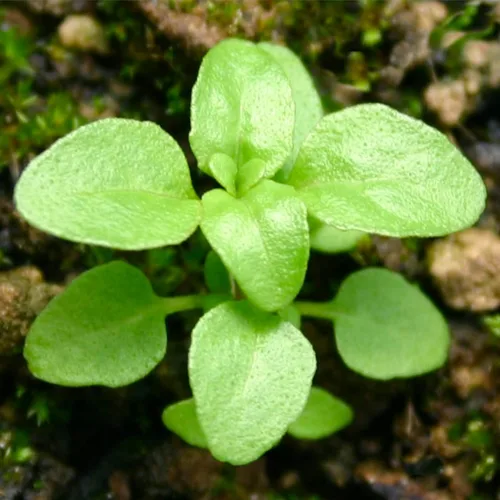 Vista 5 de Seed Needs, Pennyroyal - Semillas de menta – 1000 semillas tradicionales para plantar mentha pulegium – Hierba medicinal sin OMG y sin tratar