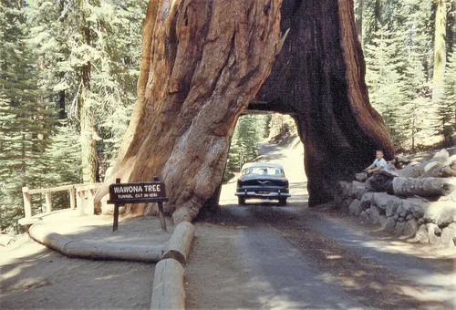 Vista 2 de 40 semillas de secuoya gigante Sequoiadendron giganteum Sierra Redwood
