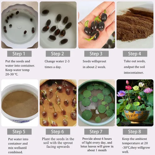 Vista 5 de 160 semillas de loto de colores mixtos para plantar, loto bonsái sin OMG, flor de lirio de agua, plantas acuáticas de fácil cultivo para estanques